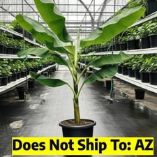 Musa Blue Java Banana Tree Ice Cream Live Plant 2 Gal Pot 2-3 FT Overall Height picture