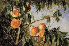 Ｏｉｌ　ｐａｉｎｔｉｎｇ thomas worthington whittredge - peaches beautiful plant trees  picture