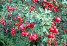 Wild Hawthorn {Crataegus monogyna} Organic 20 seeds  picture
