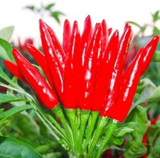 THAI HOT PEPPER Bird CHILI SEEDS 50+ VERY FRESH Non-GMO Capsicum frutescens FAST picture