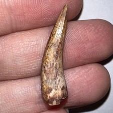 HUGE PHYTOSAUR Fossil Tooth Triassic Dinosaur Era Reptile 1.11 INCHES picture