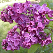 3 Gal. Pot, Agincourt Beauty Lilac Potted Flowering Shrub (1-Pack) picture