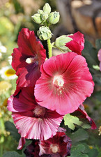 GIANT RED HOLLYHOCK 50 SEEDS, HARDY PERENNIAL, EZ TO GROW, USA SELLER picture