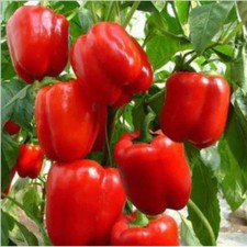 Big Red Sweet Bell Pepper, NON-GMO, Heirloom, Variety Sizes, picture