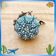 10PCS 3-4cm Astrophytum asterias RareSucculent cactus plant Garden picture