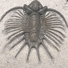 RARE Acanthopyge Spiny Trilobite Fossil – Lower Devonian Morocco – Museum Grade picture