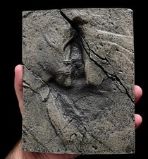 Dinosaur Footprint Fossil Cast Replica- Coelurosaurus- Dinosaurs-... picture