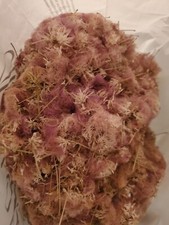 100g Mimosa Silk Tree Flowers Edible Albizia Julibrissin Tea Herb Harvest 2026 picture