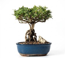 Flowering Mount Fuji Serissa Bonsai Tree 10