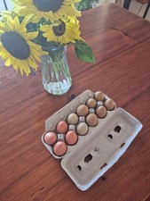 WEEKEND SPECIAL  COLORFUL MIX - Olive Egger Hatching Eggs - pack of 12 picture