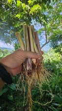 5 Lemongrass Stalks plugs, Cymbopogon Plant , natural herb that repels bugs picture