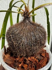 Ant Plant Myrmecodia Archboldiana Extremely Rare nice caudex  US Seller🇺🇸 picture