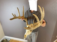 BIG European REAL Skull Whitetail Deer Antler Set Wild Idaho Horns Mount 6x5 picture