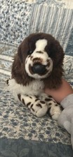retired Douglas springer spaniel. White and brown. 14 inches long.12 inches tall picture