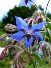 100 BORAGE SEEDS |  NON GMO HEIRLOOM 2026 EDIBLE BUTTERFLIES BEES picture
