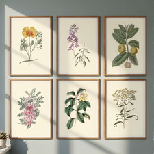 Set of 6 Vintage Botanical Art Prints A4 Antique Floral Flower Illustrations⁠ picture