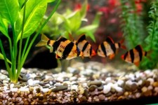 12-Pack Tiger Barbs – Live Freshwater Schooling Fish for Community Aquarium picture