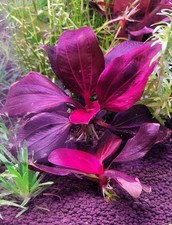 1 Iguazu 2009 Red Sword Plant live aquarium plants. FREE S/H Rare picture