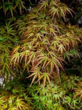 Kamagata Dwarf Japanese Maple Tree - Live Plant - ( 2.5 QT ) picture