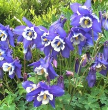 Columbine BLUE Perennial Native Spring Blooms Fall Planting Non-GMO 500 Seeds picture