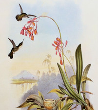 John Gould Hummingbird LITTLE HUMMING-BIRD Botanical Vtg Art Bookplate Print 133 picture