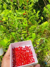Ayurvedic novo seeds from ceylon picture