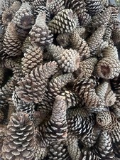 Natural Pine Cones for Crafts, Assorted Sizes Approx. 3-6 in picture