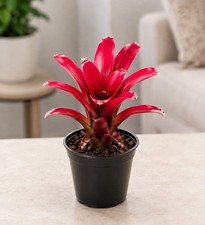 Neoregelia ‘Super Fireball’ Bromeliad – Live Plant – 4” Pot picture