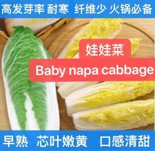 400+Baby Napa cabbage Quick Chinese mini Napa cabbage seeds 400多粒娃娃菜大白菜种子2025年新种 picture