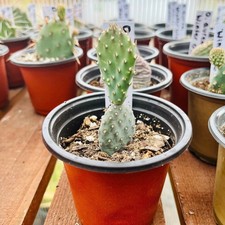 Beavertail Cactus 'Kanab Blue' (Opuntia aurea) COLD HARDY picture