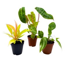 Rare Philodendron Assortment, 2 inch Set of 3, Very Rare Philo Set Growers Choic picture