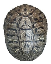 Pond Turtle Shell (7-8 inches) (Natural Bone Quality A) Red Eared Slider Real picture