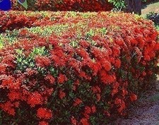 Ixora Taiwanese Red | 3 Gallon | Ixora coccinea | Low Maintenance | Hardy Plant picture