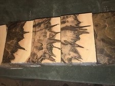 2 Pc. Premium  Ambrosia Maple  turning pc 6 x 6  x 4