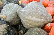 Blue Hubbard Winter Squash Seeds, NON-GMO, New England Blue Hubbard,  picture