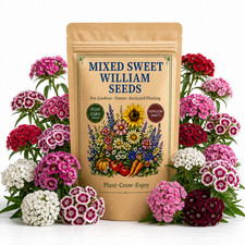 500 Mixed Sweet William Seeds - Garden Flowers for Home Planting Pollinator Beds picture