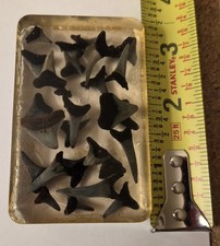Vtg 1952 Resin Shark Tooth Paperweight 25+ Fossil Teeth Early MCM Oddity Display picture