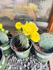 Prickly Pear Cactus 'Vejo' (O. gilvescens) COLD HARDY picture