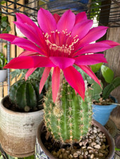 Two of (3-4cm) special  SUCCULENT Cactus Red color flower rooted baby plants picture