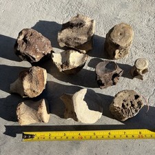 MEGALODON ERA FOSSIL VERTEBRA COLLECTION ANCIENT BONES MARINE MAMMAL picture