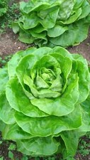 Salad seёds, 2500 rare seёds Salad Lettuce Vitamin, Heirloom organic-922+TRACK № picture