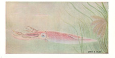 1950, Seashore Life, Common Squid, Vintage Prints picture