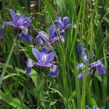 Blue Flag Iris - Ground Cover/(Iris Versicolor) Bare-root- Rizomes  picture