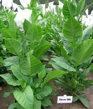 1000 Habano 2000 Tobacco Seeds ~ Heirloom ~ High Yield  ~ Cigar Tobacco Seeds picture