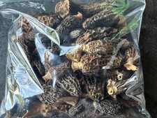 5 oz Dried Wild Morel Mushrooms Oregon 2025 picture