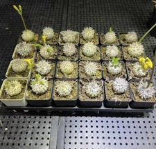 1PCS  4CM Pachypodium brevicaule Wholesale Spherical. picture