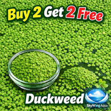 2000+ Live Organic Duckweed Aquarium Plant BUY2GET2FREE  Turtle Shrimp No Pest picture