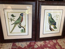 Pair François Nicolas Martinet Parrot Colored Engravings 360 & 61 French Framed  picture
