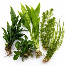 Canton Aquatics Live Aquarium Plants Bundle Assorted Beginner Easy 3-75 Pack picture