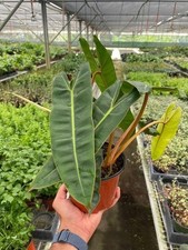 Philodendron Billietiae 2 Pack Live Tropical Houseplants Easy Care Plants picture